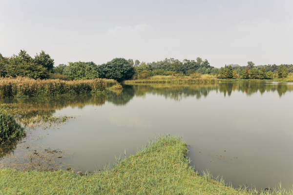 A grassy shoreline and quiet pond in Upper Marlboro, MD, showing a typical landscape for building a custom modular home on private land.
